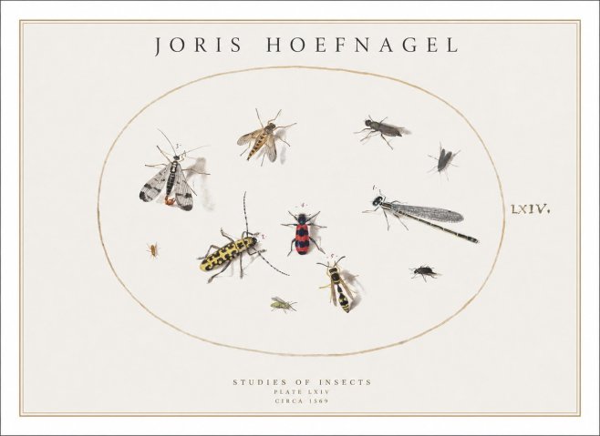 Joris Hoefnagel Studies of Insects - Plate Lxiv No1 - Poszter