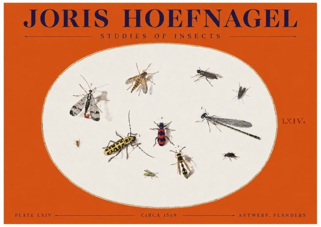 Joris Hoefnagel Studies of Insects - Plate Lxiv No2 - Poszter