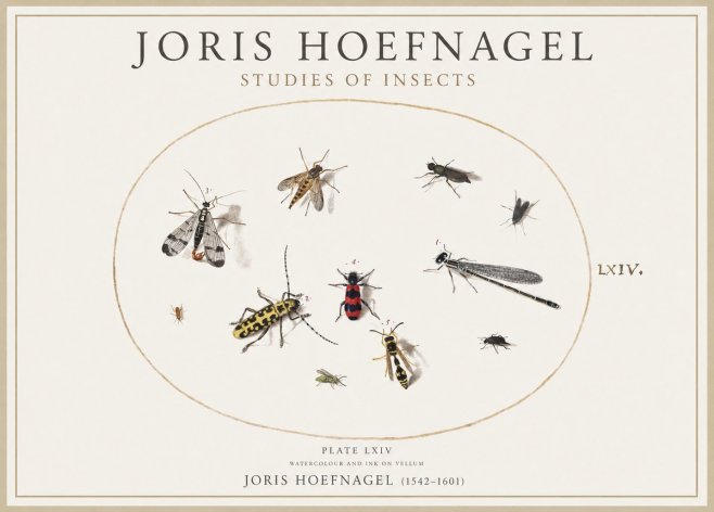 Joris Hoefnagel Studies of Insects - Plate Lxiv No4 - Poszter