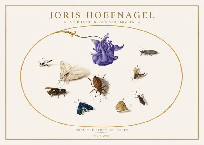 Joris Hoefnagel Studies of Insects and Flowers No5 - Poszter