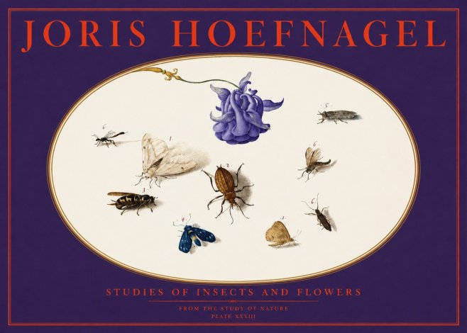 Joris Hoefnagel Studies of Insects and Flowers No6 - Poszter