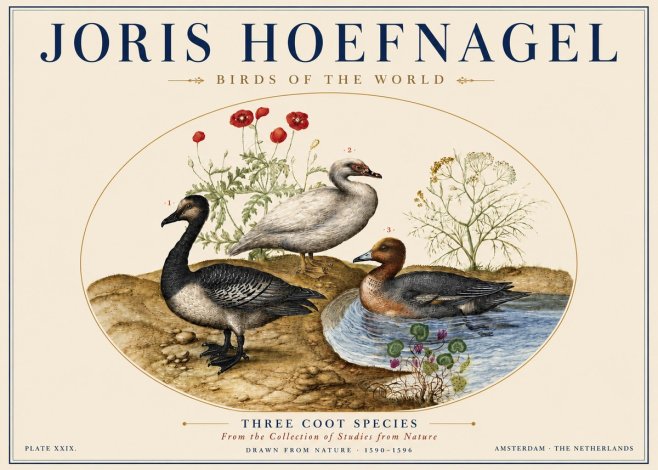 Joris Hoefnagel Three Coot Species No5 - Poszter
