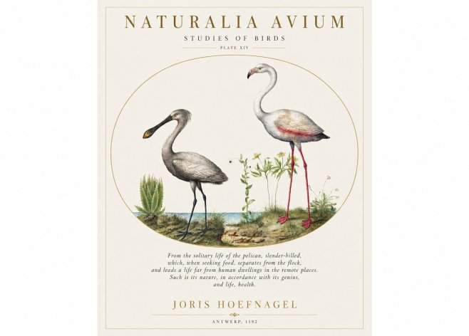 Joris Hoefnagel The Solitary Sanctuary of the Spoonbill and the Flamingo No2 - Poszter