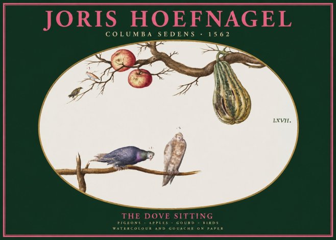 Joris Hoefnagel Pigeons Sitting. No3 - Poszter