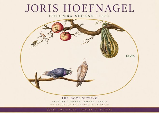 Joris Hoefnagel Pigeons Sitting. No4 - Poszter