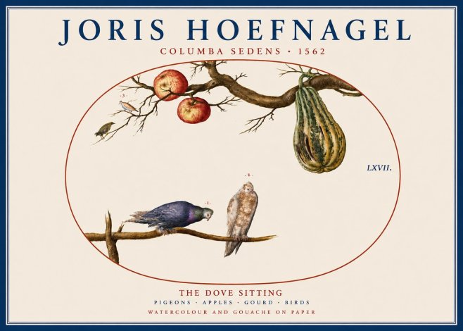 Joris Hoefnagel Pigeons Sitting. No5 - Poszter
