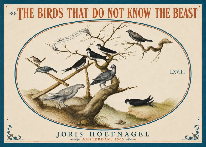 Joris Hoefnagel Birds Study No6 - Poszter
