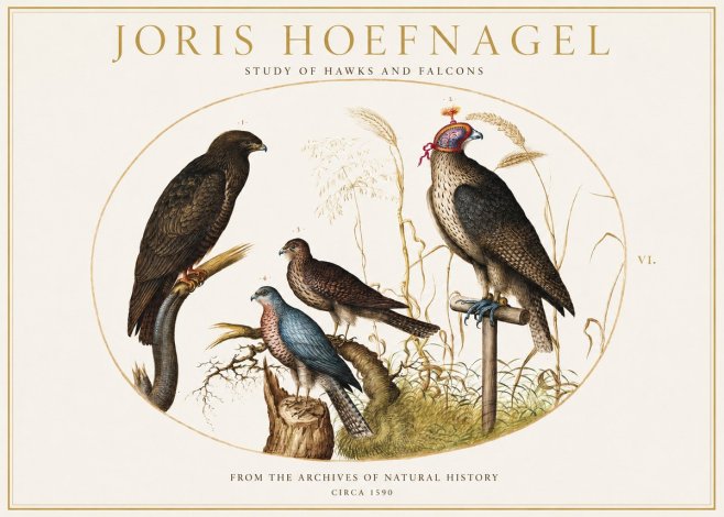 Joris Hoefnagel Studies of Hawks and Falcons No2 - Poszter