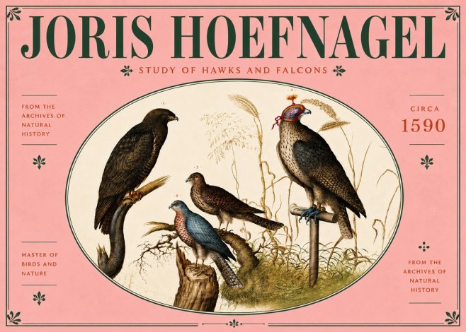 Joris Hoefnagel Studies of Hawks and Falcons No6 - Poszter