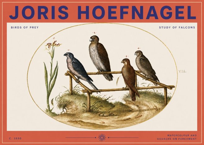 Joris Hoefnagel Study of Falcons No3 - Poszter