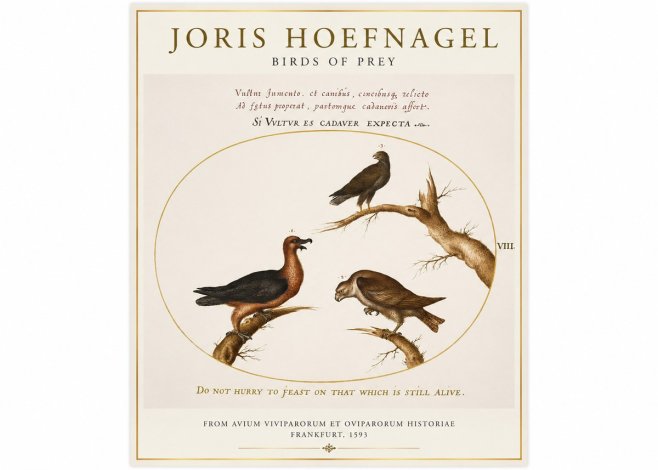 Joris Hoefnagel Birds of Prey No1 - Poszter