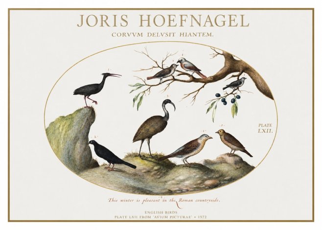 Joris Hoefnagel English Birds Plate Lxii No1 - Poszter