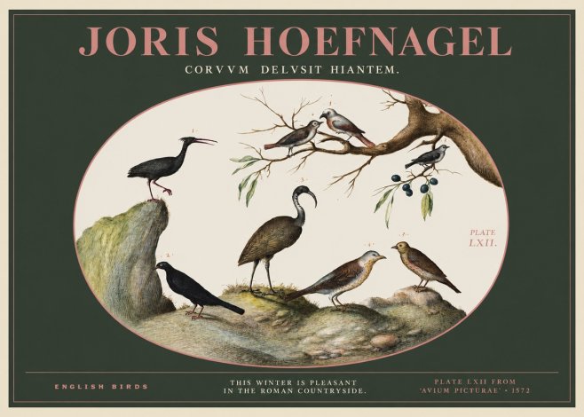 Joris Hoefnagel English Birds Plate Lxii No2 - Poszter