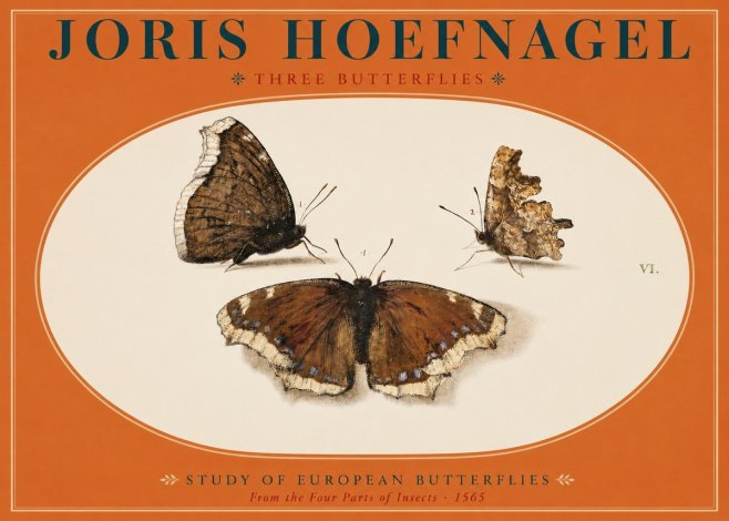 Joris Hoefnagel Three Butterflies I No2 - Poszter