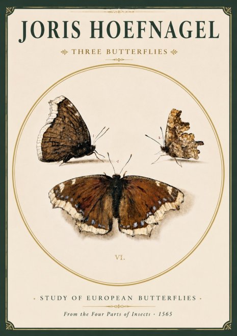 Joris Hoefnagel Three Butterflies I No3 - Poszter