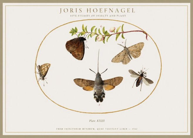 Joris Hoefnagel Five Studies of Insects and Plant No1 - Poszter