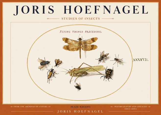 Joris Hoefnagel Flying Things Preceding. No3 - Poszter
