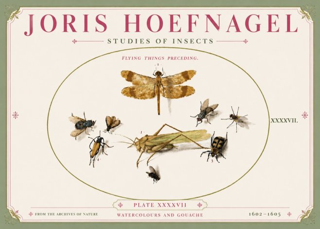 Joris Hoefnagel Flying Things Preceding. No5 - Poszter