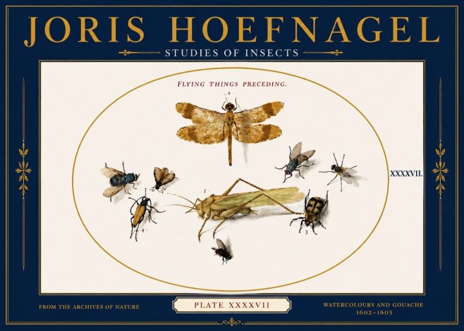 Joris Hoefnagel Flying Things Preceding. No6 - Poszter
