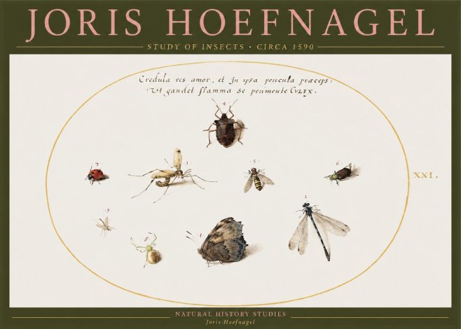Joris Hoefnagel Study of Insects • Circa 1590 No2 - Poszter