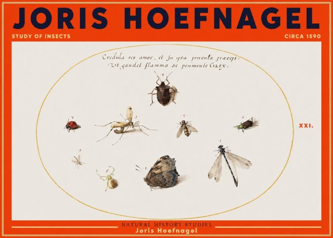 Joris Hoefnagel Study of Insects • Circa 1590 No3 - Poszter