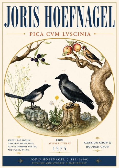 Joris Hoefnagel Carrion Crow & Hooded Crow No6 - Poszter