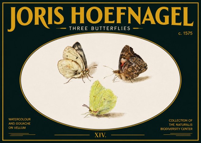 Joris Hoefnagel Three Butterflies II No5 - Poszter