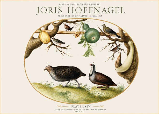Joris Hoefnagel Birds Among Fruits and Branches No1 - Poszter