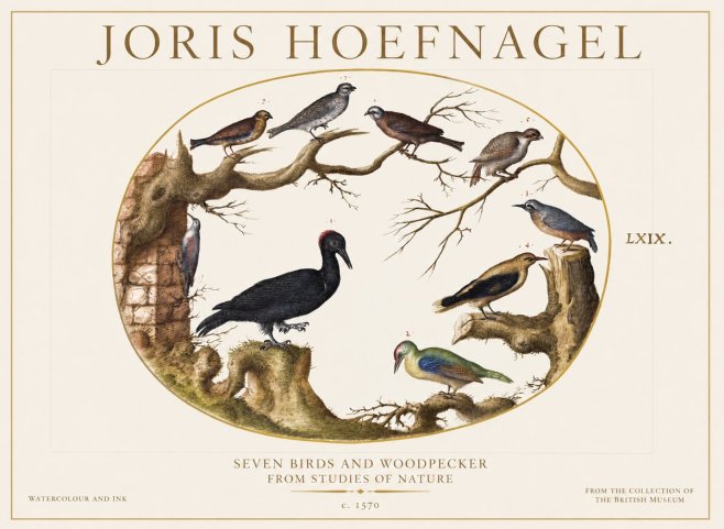 Joris Hoefnagel Birds in an Oval Frame No6 - Poszter