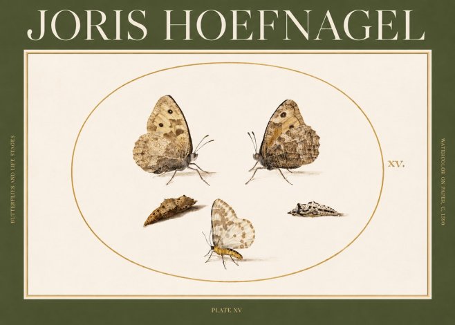 Joris Hoefnagel Butterflies and Life Stages - Plate Xv No2 - Poszter