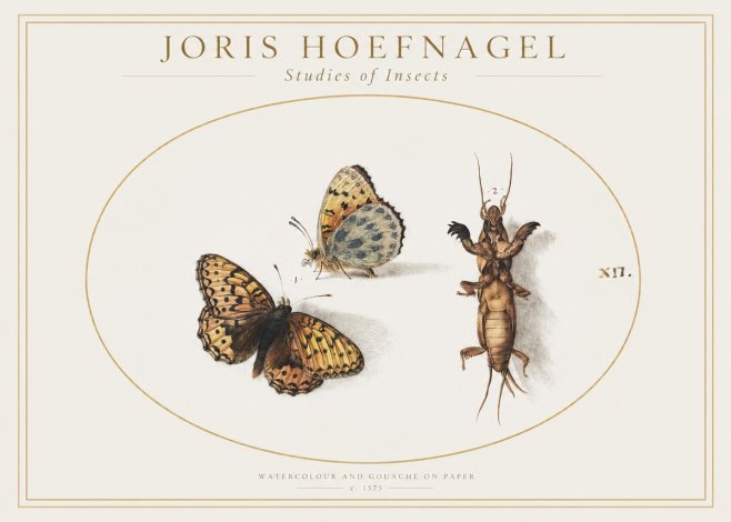 Joris Hoefnagel Studies of Insects Xii No1 - Poszter