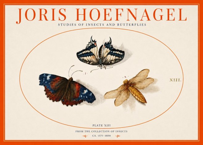 Joris Hoefnagel Studies of Insects - Plate Xiii No3 - Poszter