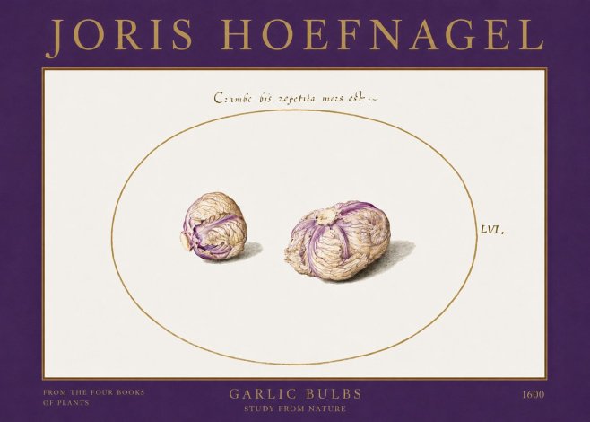Joris Hoefnagel Garlic Bulbs Study from Nature No2 - Poszter
