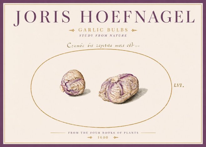 Joris Hoefnagel Garlic Bulbs Study from Nature No5 - Poszter