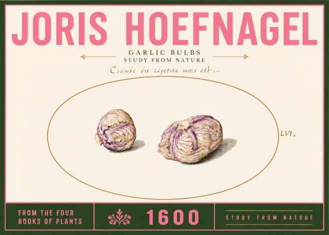 Joris Hoefnagel Garlic Bulbs Study from Nature No6 - Poszter