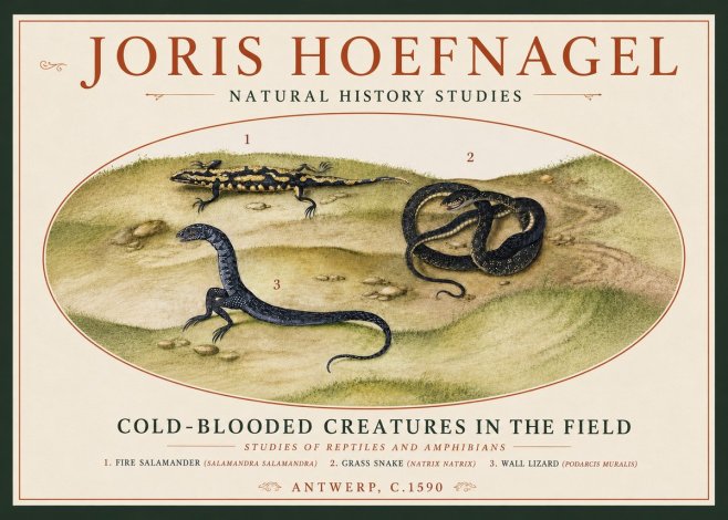 Joris Hoefnagel Cold-blooded Creatures in the Field No4 - Poszter