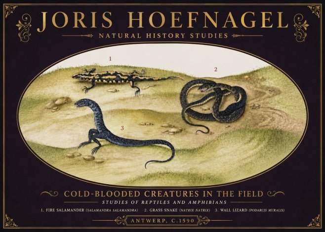 Joris Hoefnagel Cold-blooded Creatures in the Field No6 - Poszter