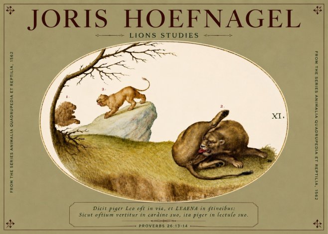 Joris Hoefnagel Lions Studies No4 - Poszter