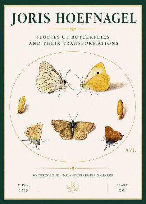 Joris Hoefnagel Studies of Butterflies and Their Transformations No4 - Poszter