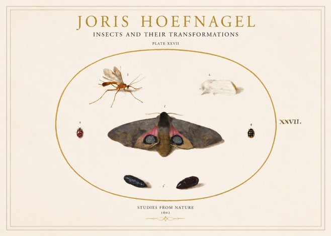 Joris Hoefnagel Insects and Their Transformations - Plate Xxvii No1 - Poszter