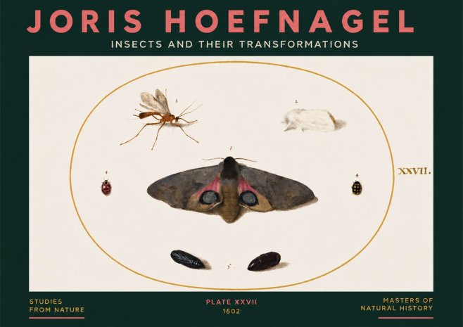 Joris Hoefnagel Insects and Their Transformations - Plate Xxvii No3 - Poszter