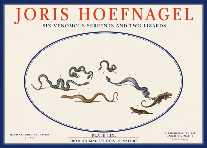 Joris Hoefnagel Six Venomous Serpents and Two Lizards No2 - Poszter