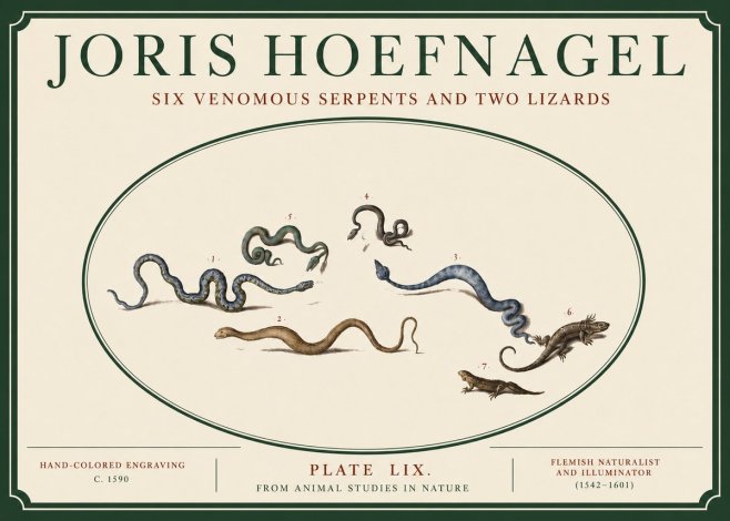Joris Hoefnagel Six Venomous Serpents and Two Lizards No3 - Poszter