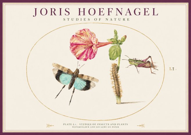 Joris Hoefnagel Plate L1. Studies of Insects and Plants No1 - Poszter