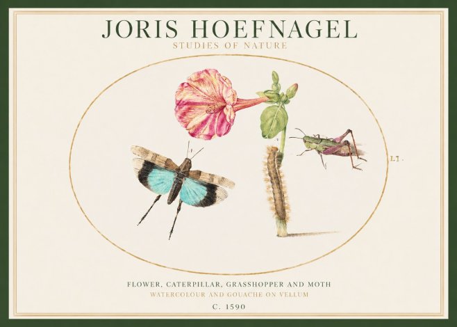 Joris Hoefnagel Plate L1. Studies of Insects and Plants No2 - Poszter