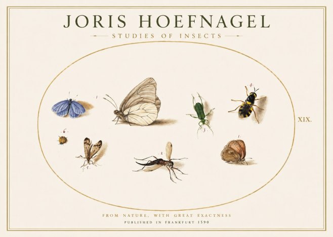 Joris Hoefnagel Studies of Insects V No1 - Poszter