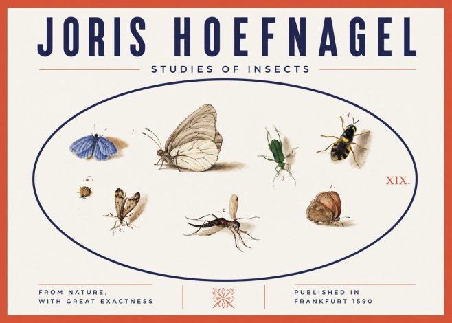 Joris Hoefnagel Studies of Insects V No3 - Poszter