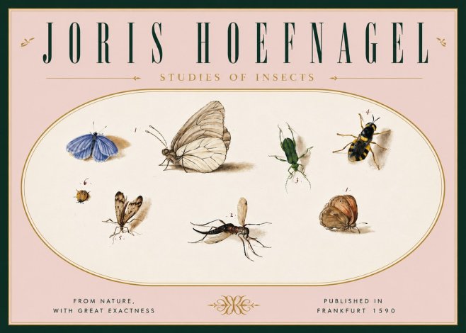 Joris Hoefnagel Studies of Insects V No6 - Poszter