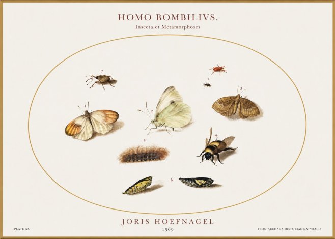 Joris Hoefnagel Homo Bombilivs. Insecta Et Metamorphoses No1 - Poszter