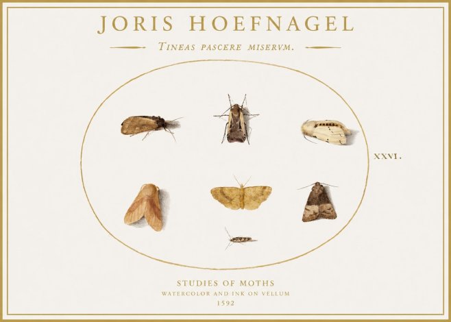 Joris Hoefnagel Studies of Moths II No1 - Poszter